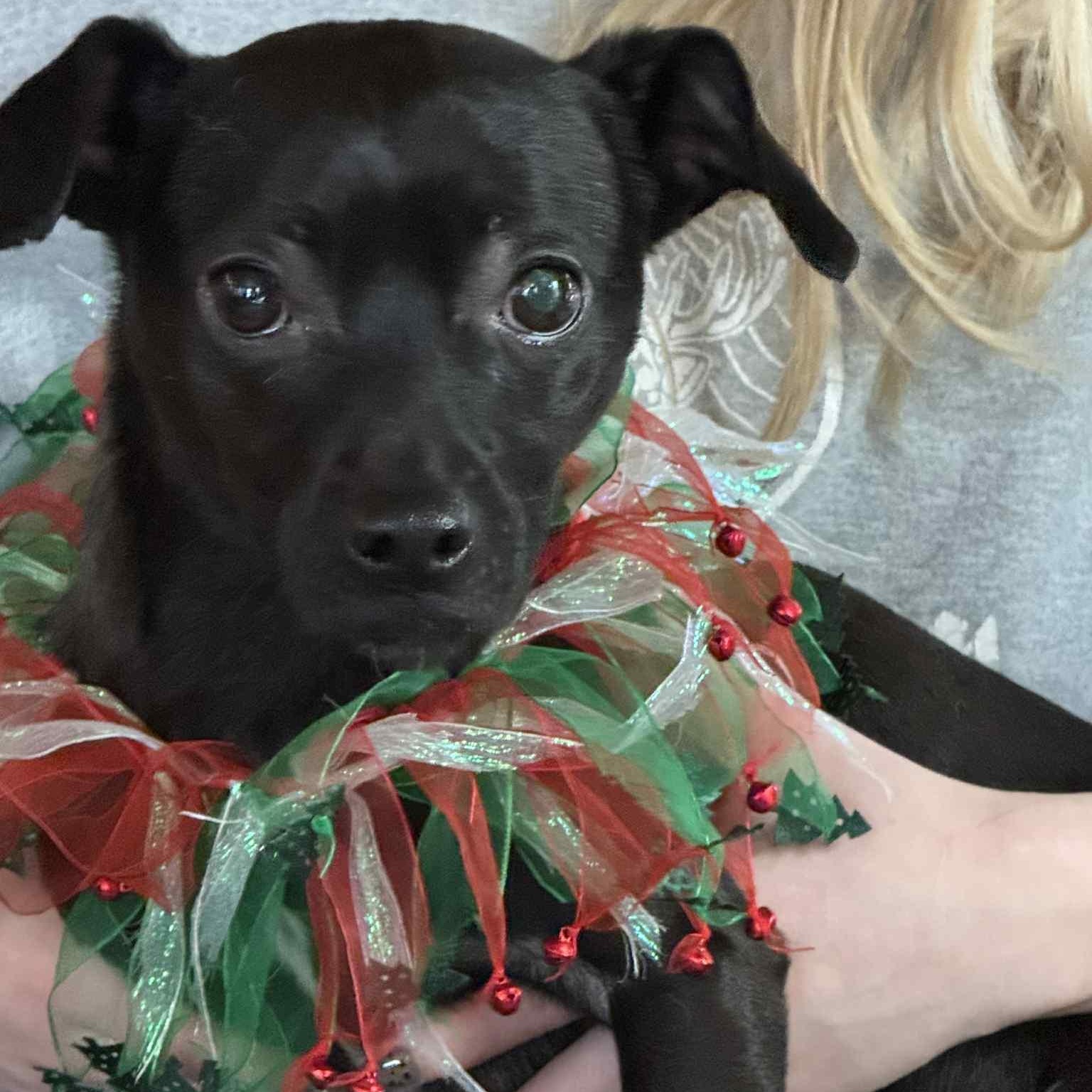 Enlarge Baby Girl, a ADOPTABLE mixed breed in Gerry, NY image 6/6