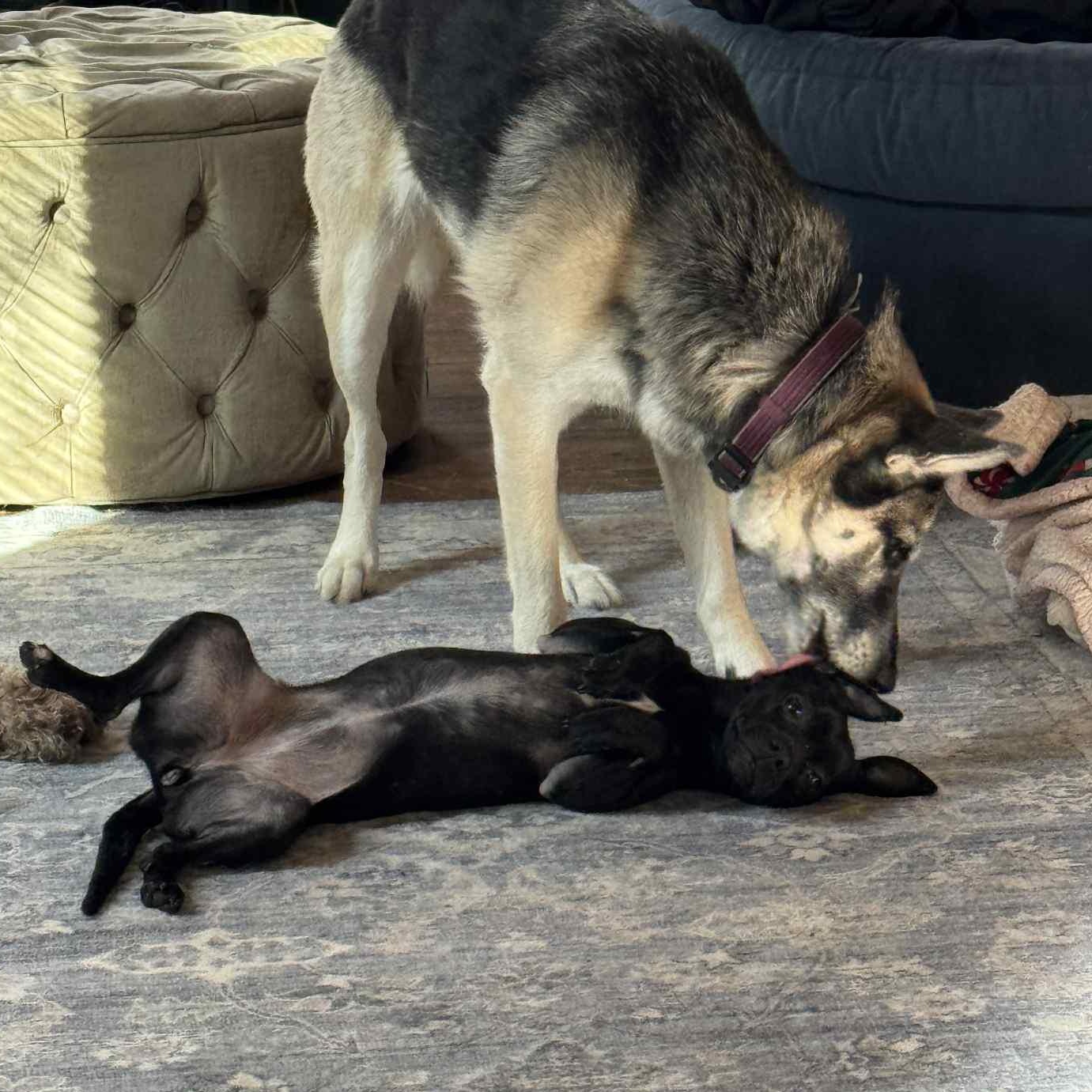 Enlarge Baby Girl, a ADOPTABLE mixed breed in Gerry, NY image 2/6