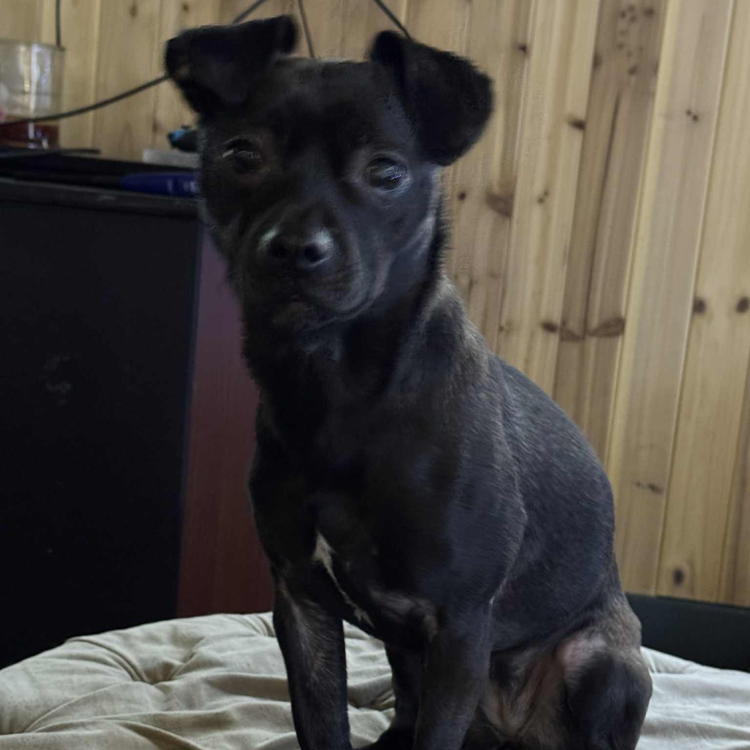 Enlarge Baby Girl, a ADOPTABLE mixed breed in Gerry, NY image 5/6