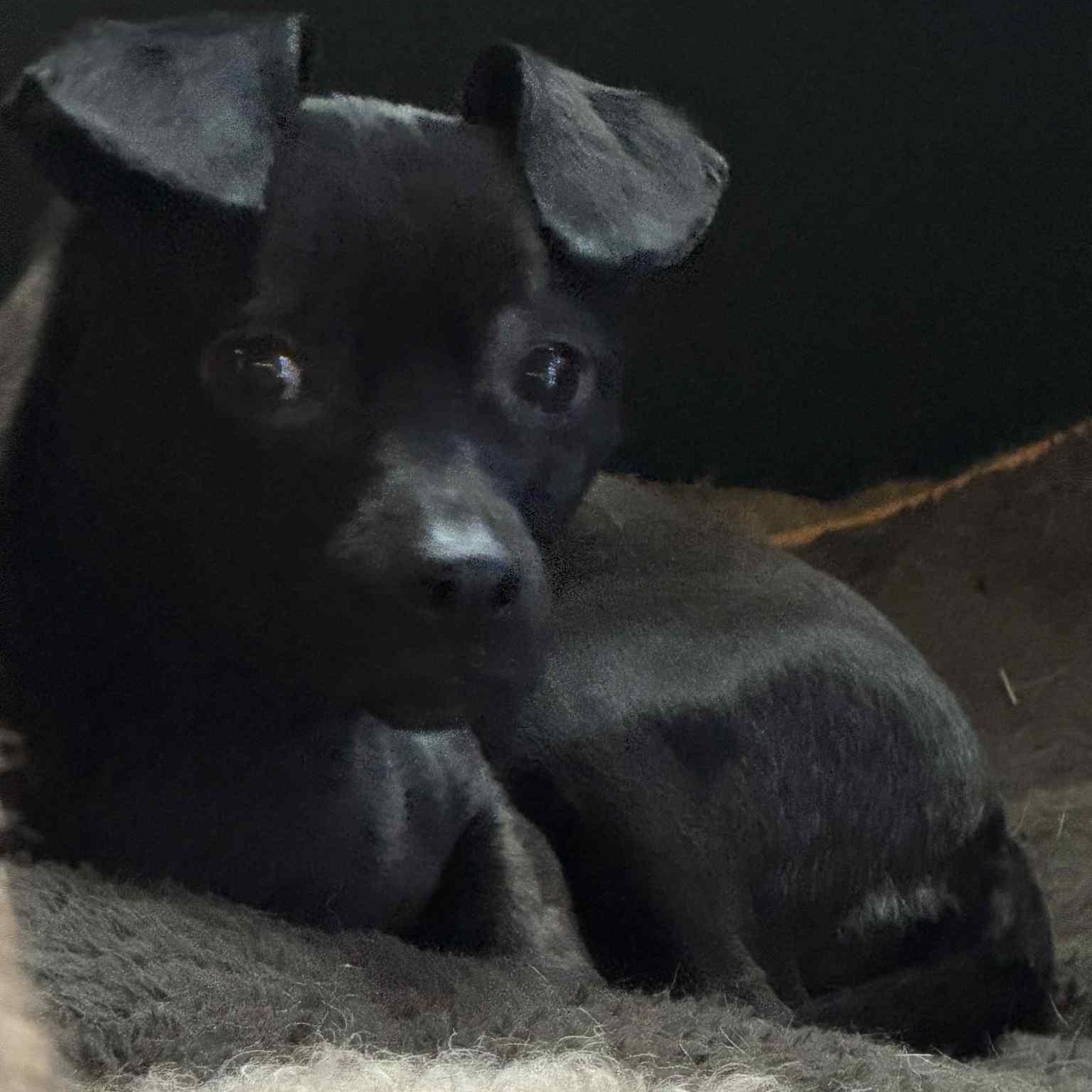 Enlarge Baby Girl, a ADOPTABLE mixed breed in Gerry, NY image 4/6