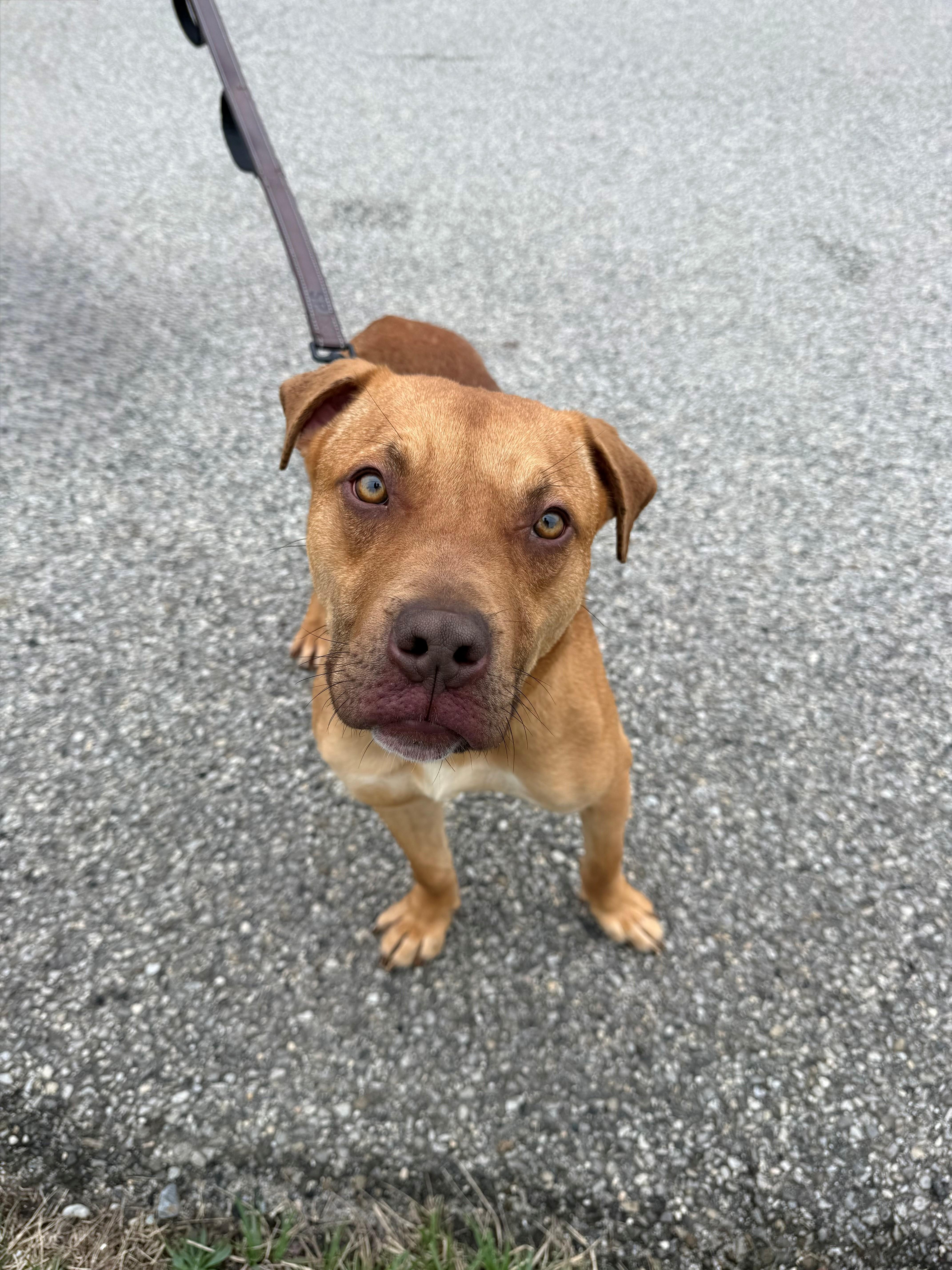 Austin, ADOPTABLE, Young Male Pit Bull Terrier.