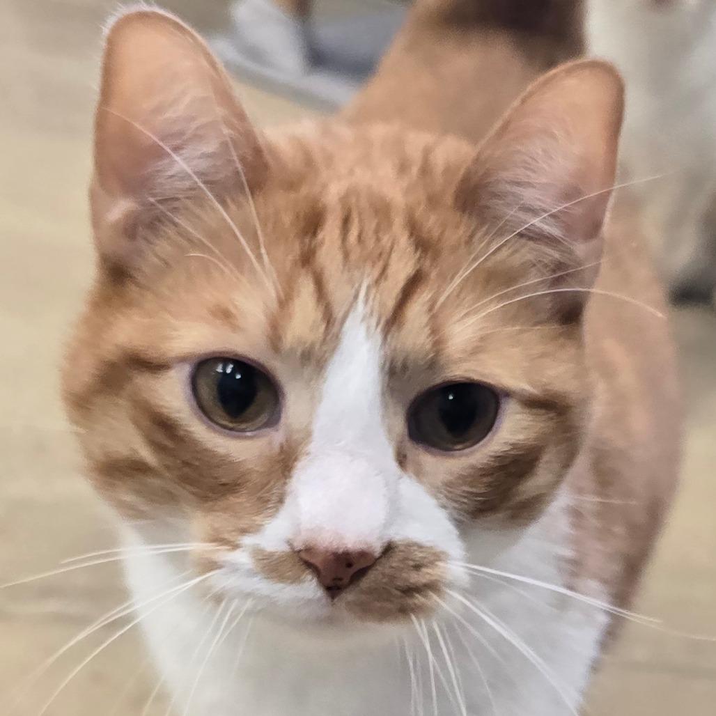 Leo, Adoptable, Senior Male Domestic Short Hair.