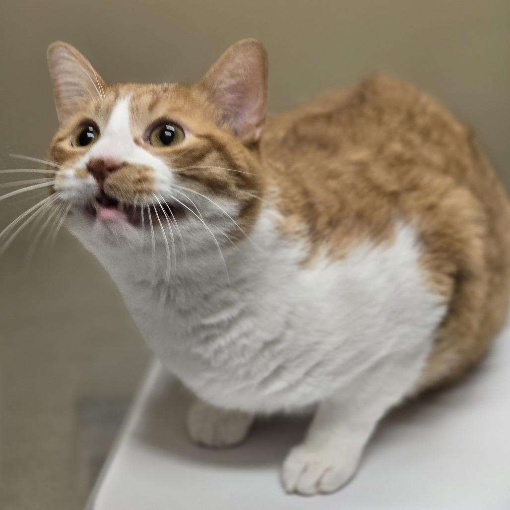 Enlarge Leo, a Adoptable Domestic Short Hair in Wickenburg, AZ image 2/5