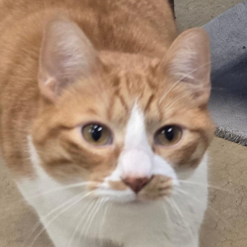 Enlarge Leo, a Adoptable Domestic Short Hair in Wickenburg, AZ image 3/5