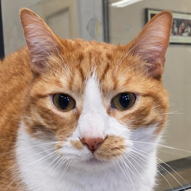 Enlarge Leo, a Adoptable Domestic Short Hair in Wickenburg, AZ image 5/5