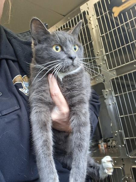 Enlarge Lolly, a Adoptable mixed breed in Tulare, CA image 1/1