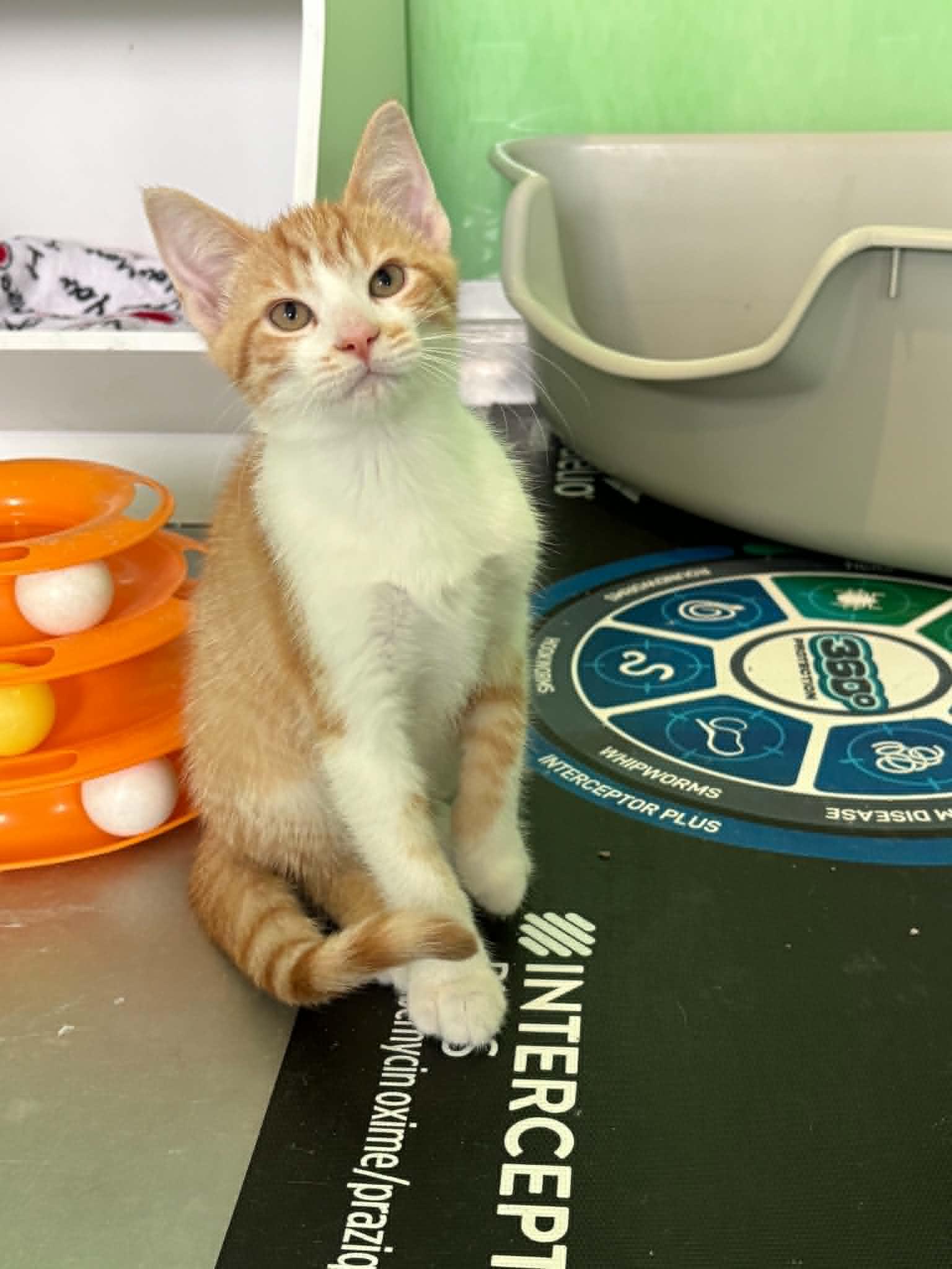 Chameleon, ADOPTABLE, Young Male American Shorthair.