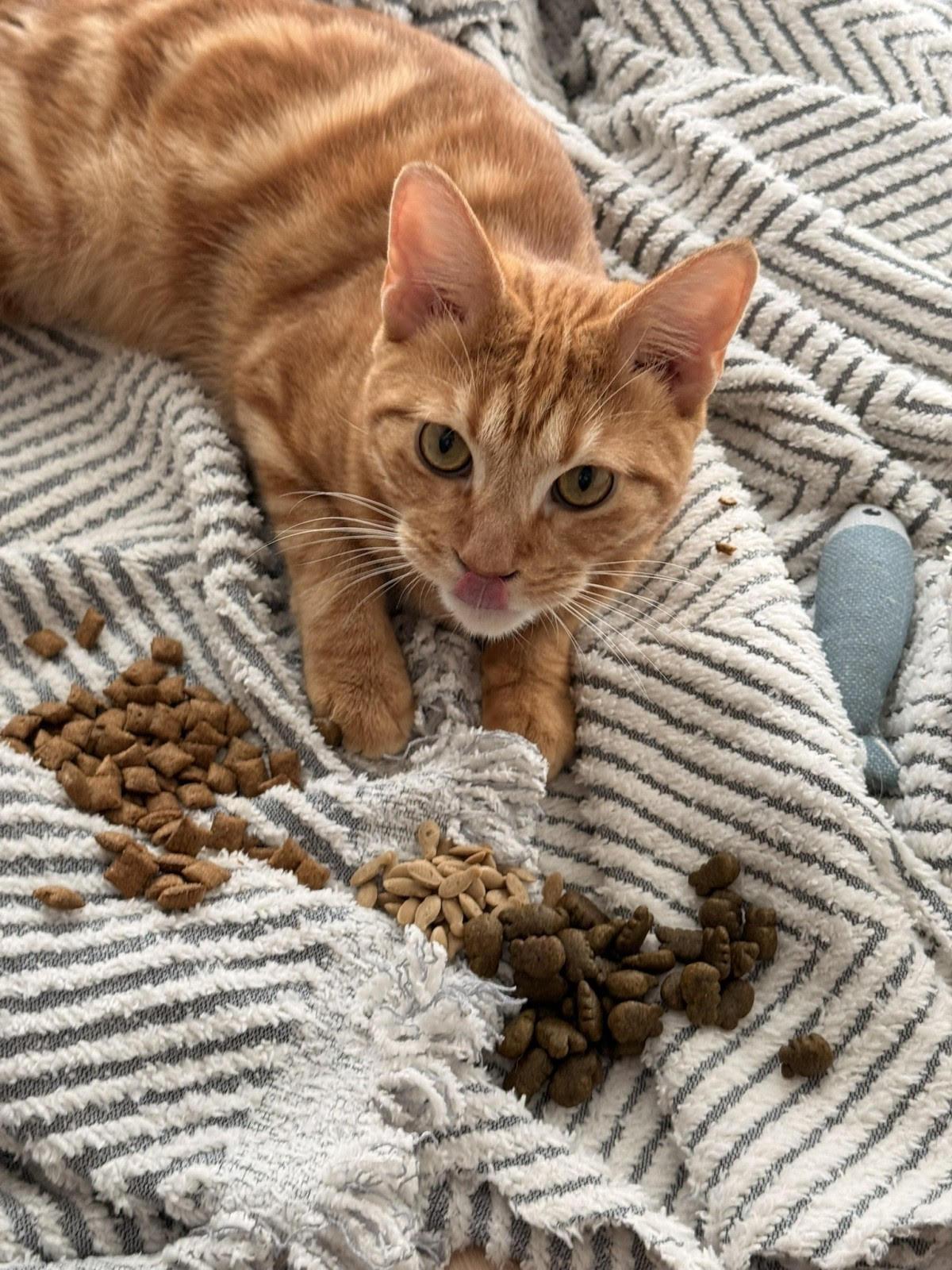 Toulouse *foster needed*