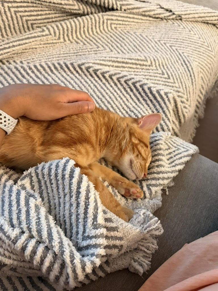 Toulouse *foster needed* 4