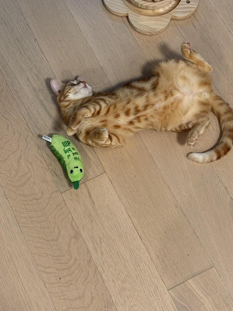 Toulouse *foster needed* 3