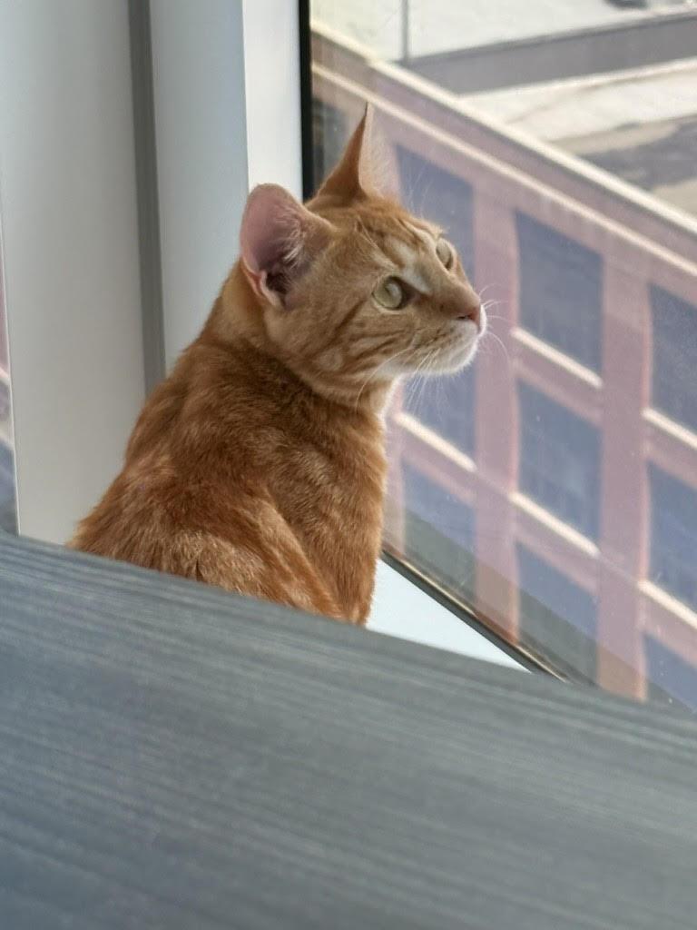 Toulouse *foster needed*