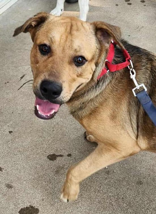 Tonka - Reduced Fee!