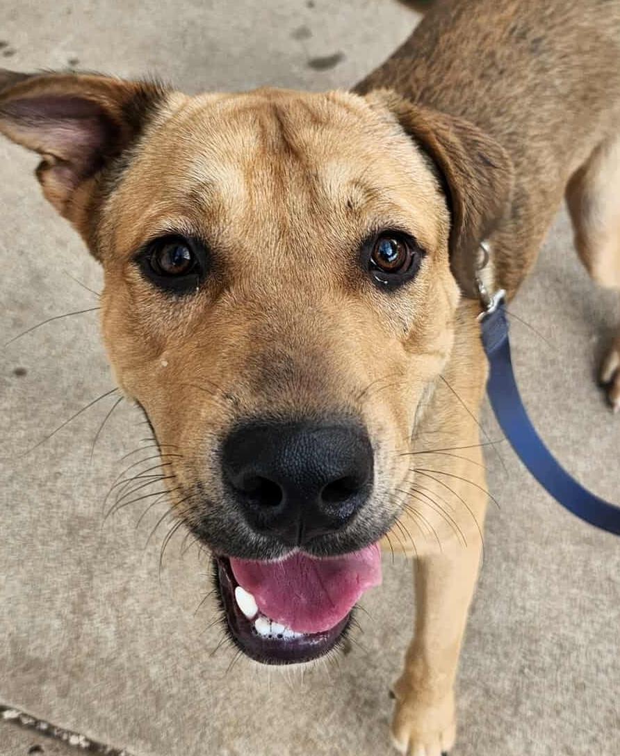Tonka - Reduced Fee!