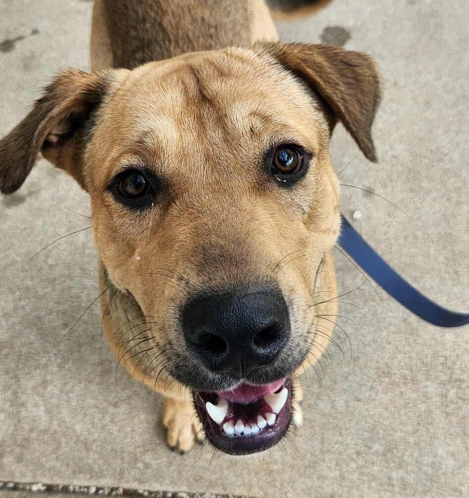 Tonka - Reduced Fee!