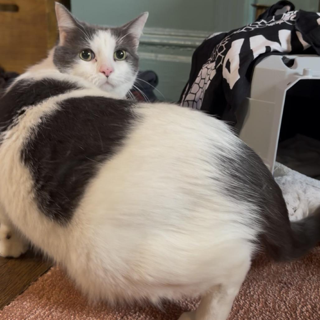 Enlarge Ghost, a Adoptable Domestic Short Hair in New York, NY image 1/6