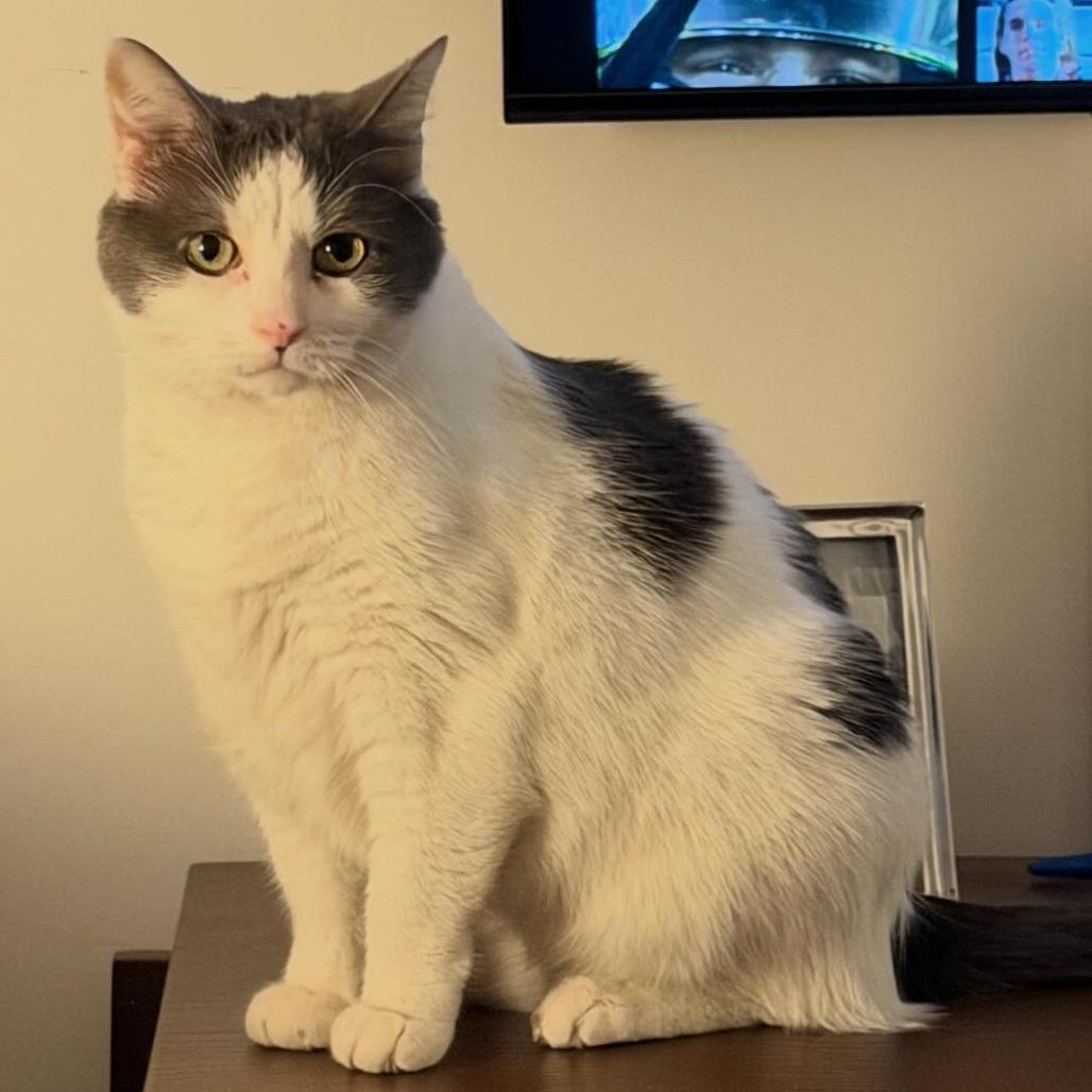 Enlarge Ghost, a Adoptable Domestic Short Hair in New York, NY image 2/6