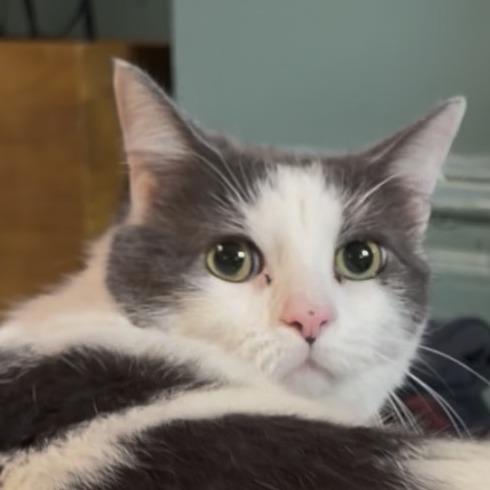 Enlarge Ghost, a Adoptable Domestic Short Hair in New York, NY image 3/6