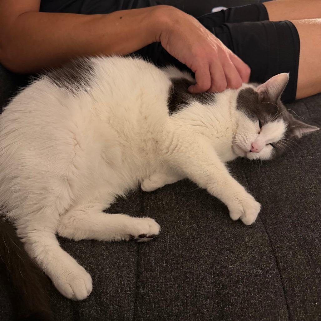 Enlarge Ghost, a Adoptable Domestic Short Hair in New York, NY image 4/6