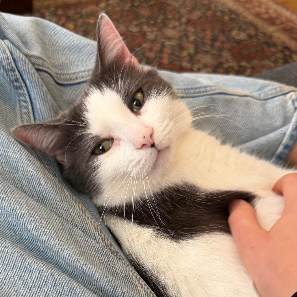 Enlarge Ghost, a Adoptable Domestic Short Hair in New York, NY image 5/6