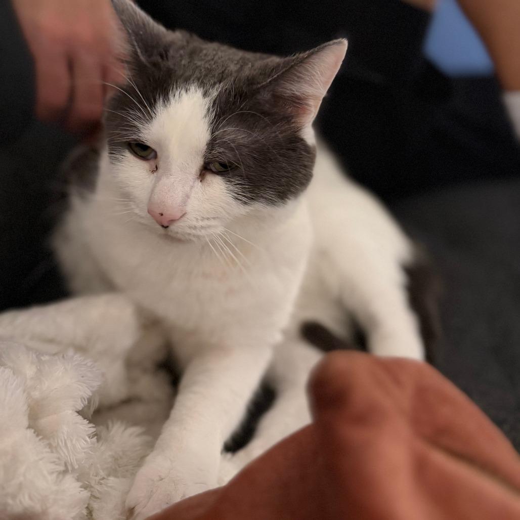 Enlarge Ghost, a Adoptable Domestic Short Hair in New York, NY image 6/6