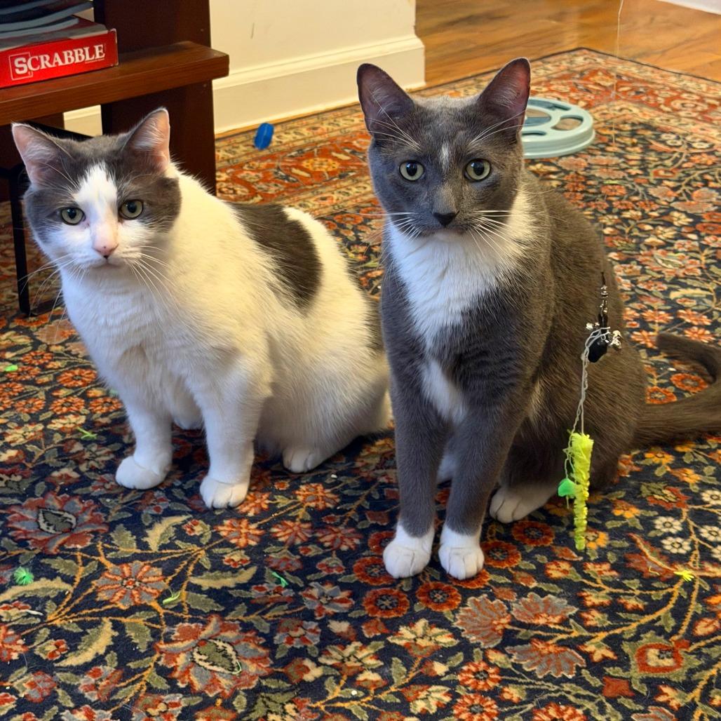 Enlarge Ghost, a Adoptable Domestic Short Hair in New York, NY image 4/6