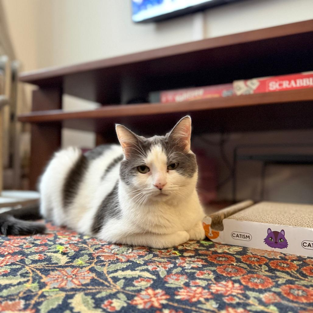 Enlarge Ghost, a Adoptable Domestic Short Hair in New York, NY image 5/6