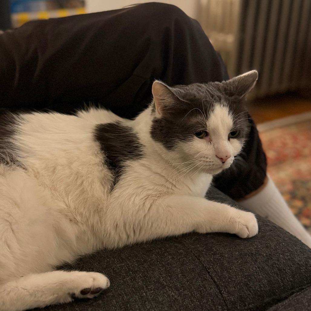 Enlarge Ghost, a Adoptable Domestic Short Hair in New York, NY image 6/6