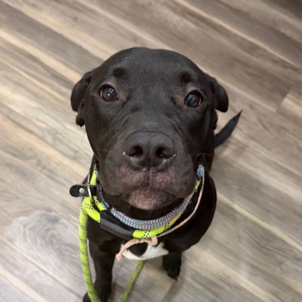 Ophelia(Opie), Adoptable, Young Female Black Labrador Retriever & Golden Retriever.