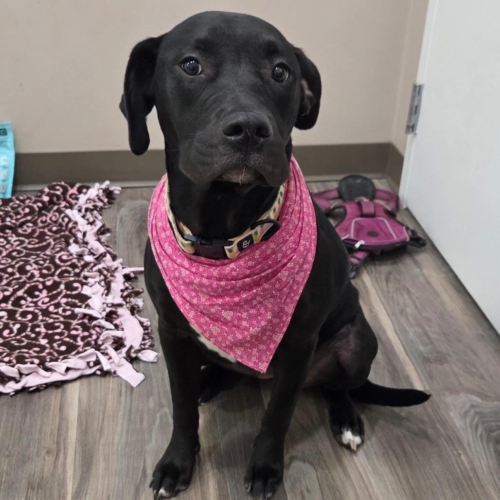 Enlarge Ophelia(Opie), a Adoptable mixed breed in Muncie, IN image 2/4