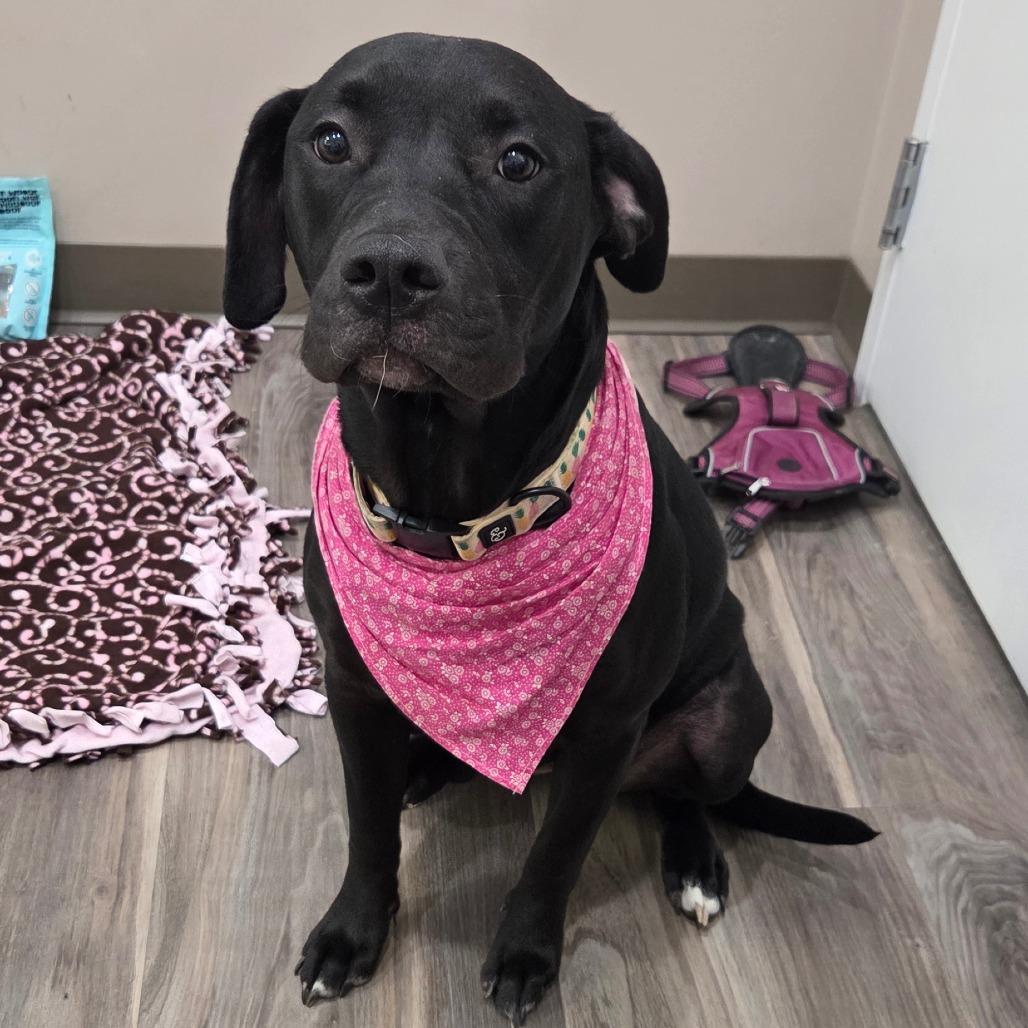 Enlarge Ophelia(Opie), a Adoptable mixed breed in Muncie, IN image 3/4