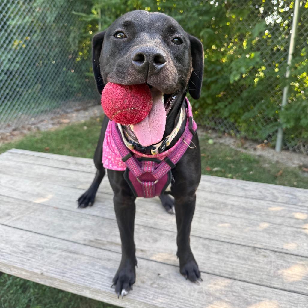 Enlarge Ophelia(Opie), a Adoptable mixed breed in Muncie, IN image 4/4