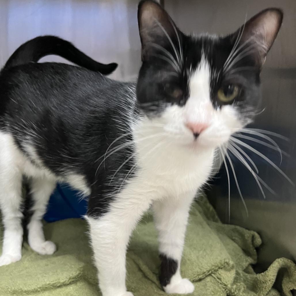 Yazzie, Adoptable, Adult Female Domestic Short Hair.