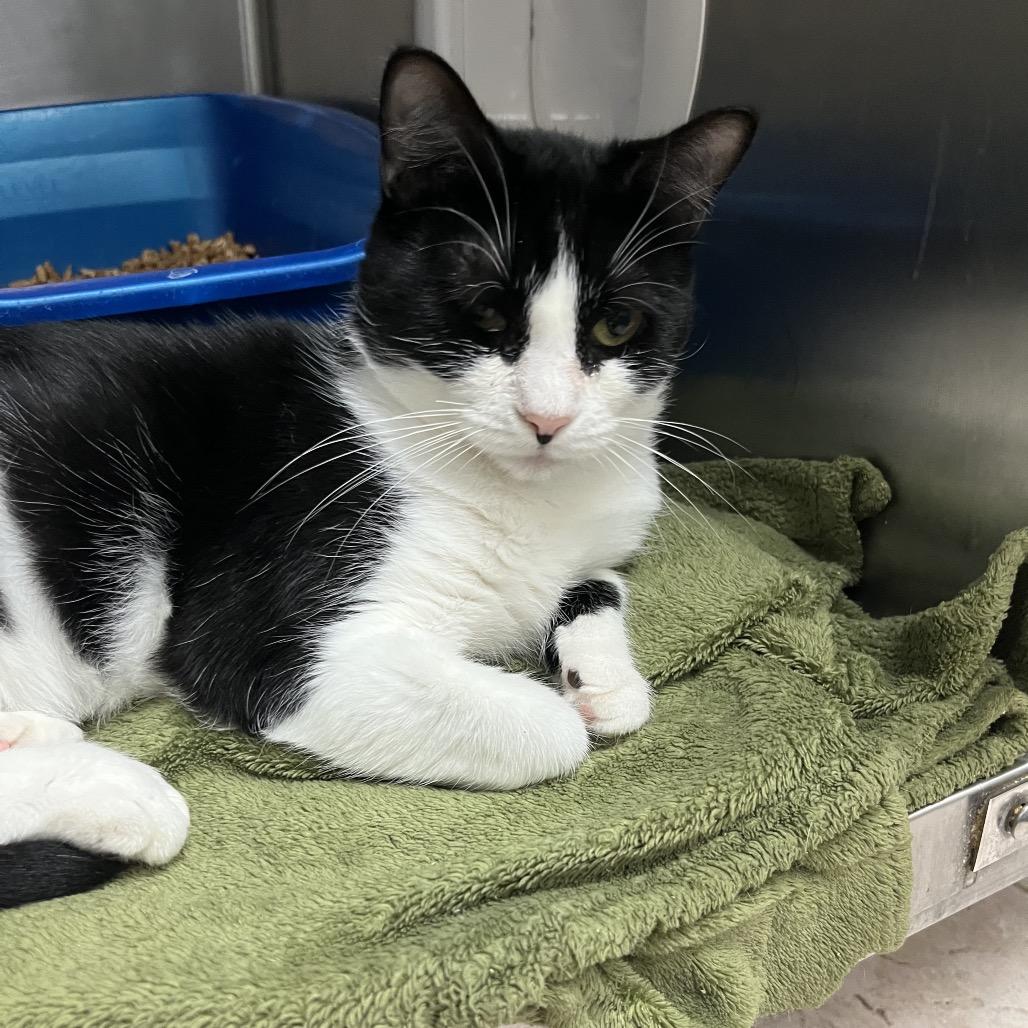 Enlarge Yazzie, a Adoptable Domestic Short Hair in Lakeland, FL image 2/3