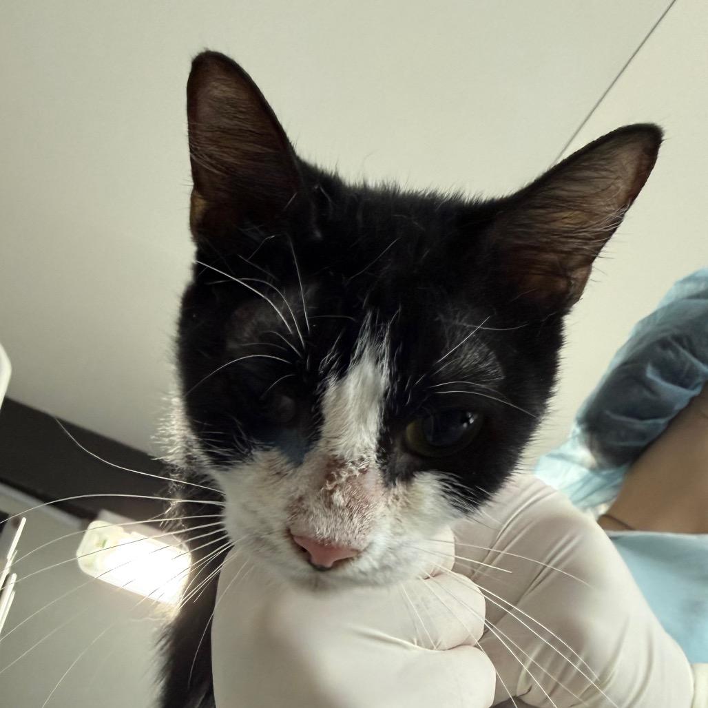 Enlarge Yazzie, a Adoptable Domestic Short Hair in Lakeland, FL image 3/3
