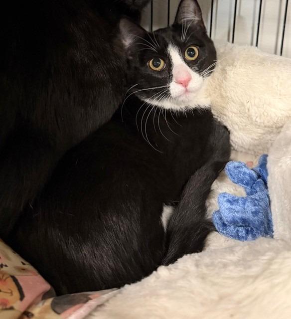 Lucy Goose, Adoptable, Kitten Female Domestic Short Hair.