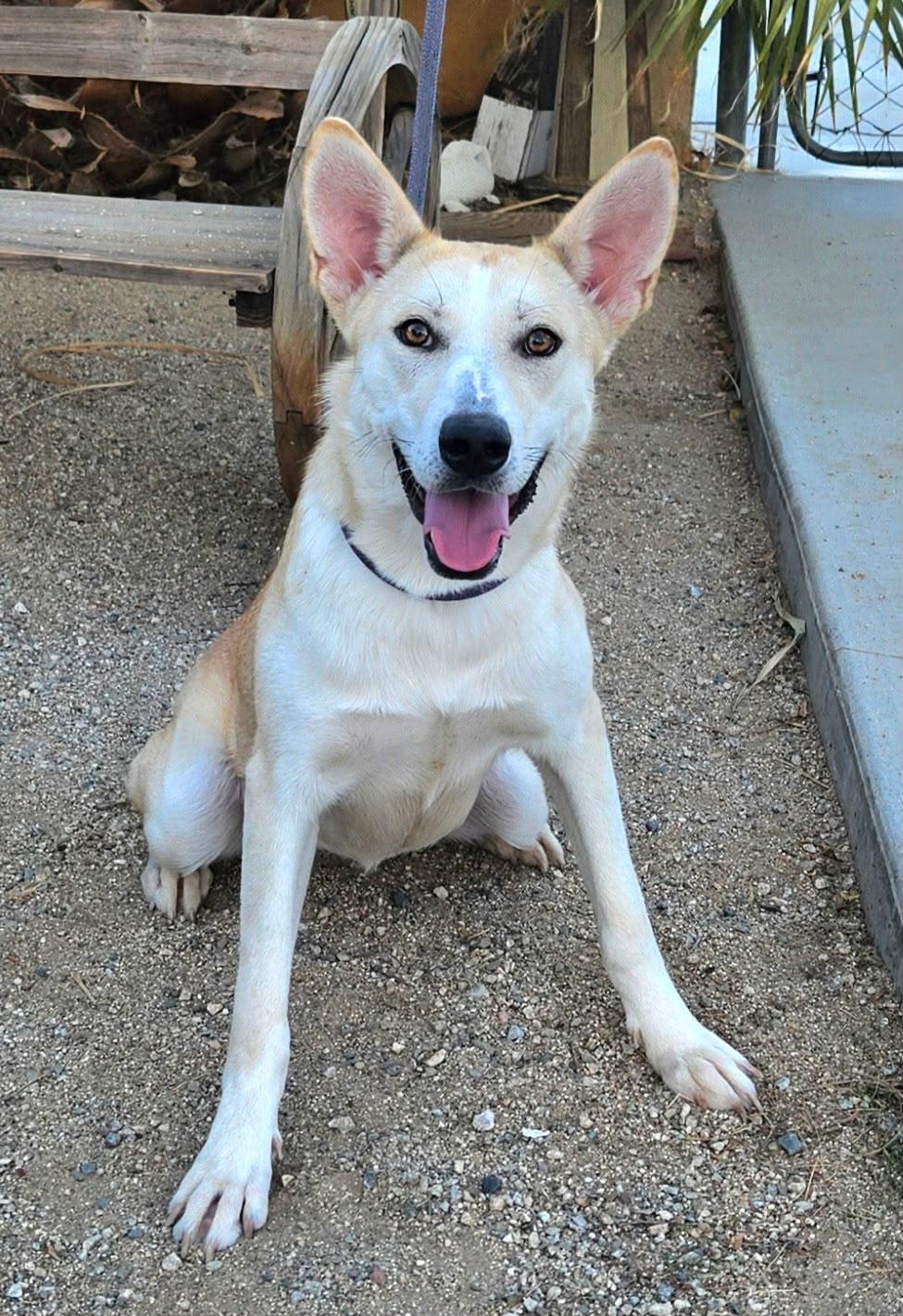 Enlarge Ali, a Adoptable Shepherd in Inglewood, CA image 1/5