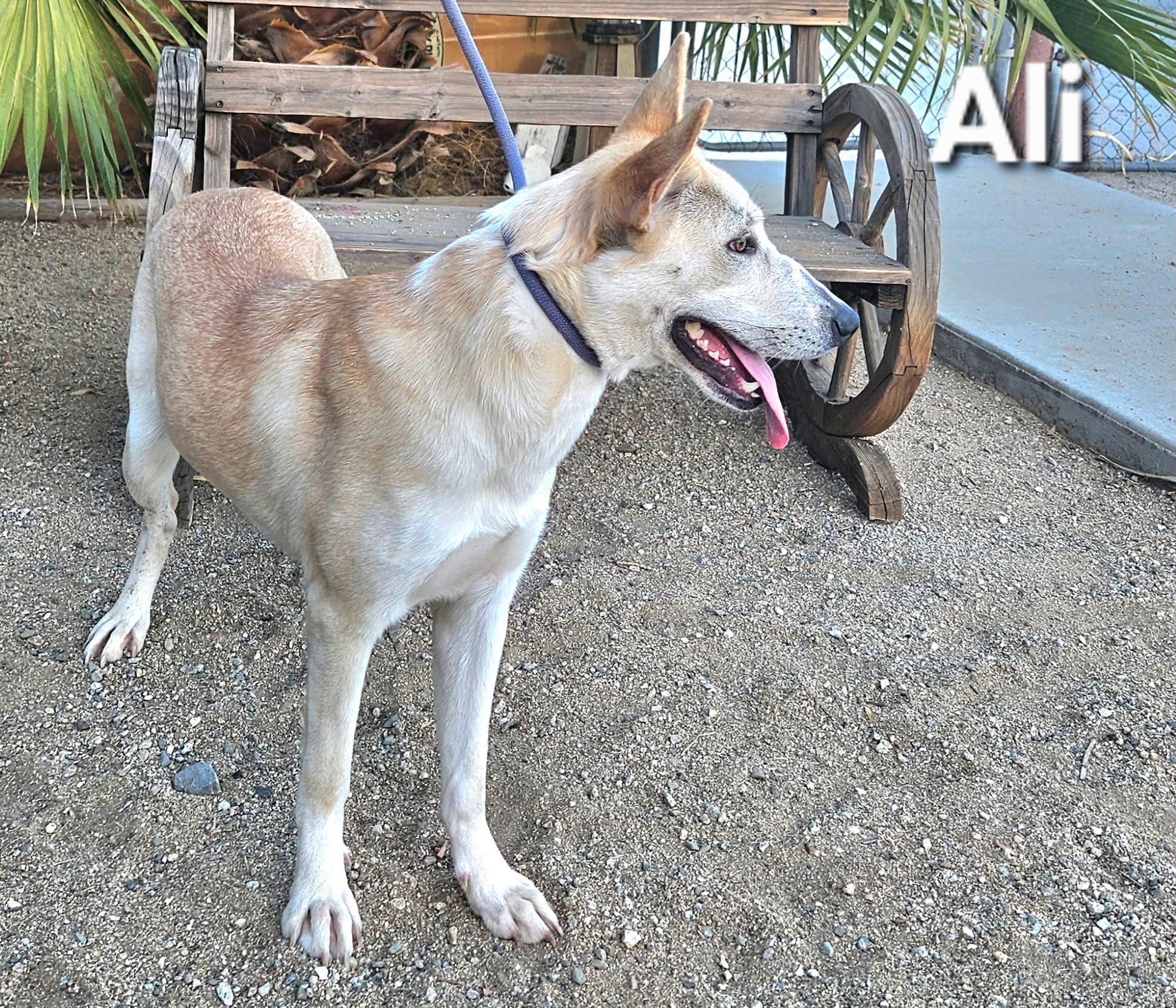 Enlarge Ali, a Adoptable Shepherd in Inglewood, CA image 4/5