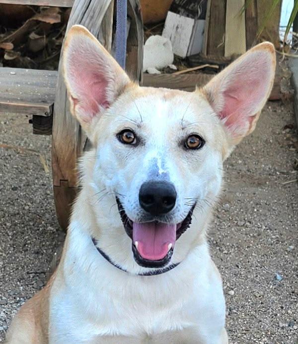 Enlarge Ali, a Adoptable Shepherd in Inglewood, CA image 2/5