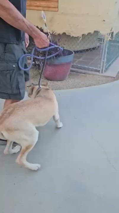 Enlarge Ali, a Adoptable Shepherd in Inglewood, CA video 3/5