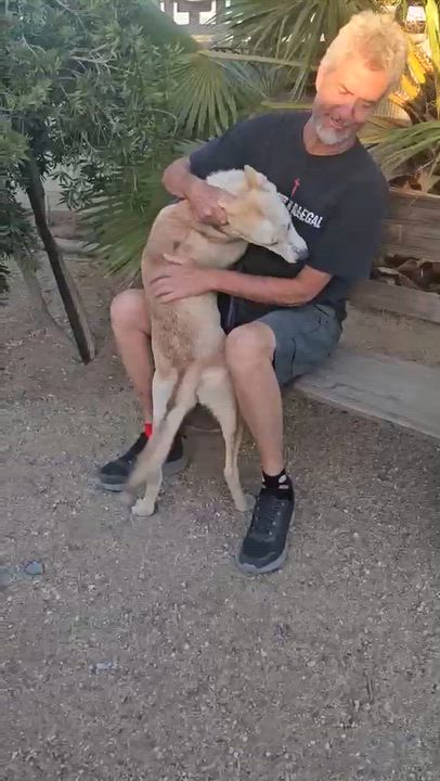 Enlarge Ali, a Adoptable Shepherd in Inglewood, CA video 5/5