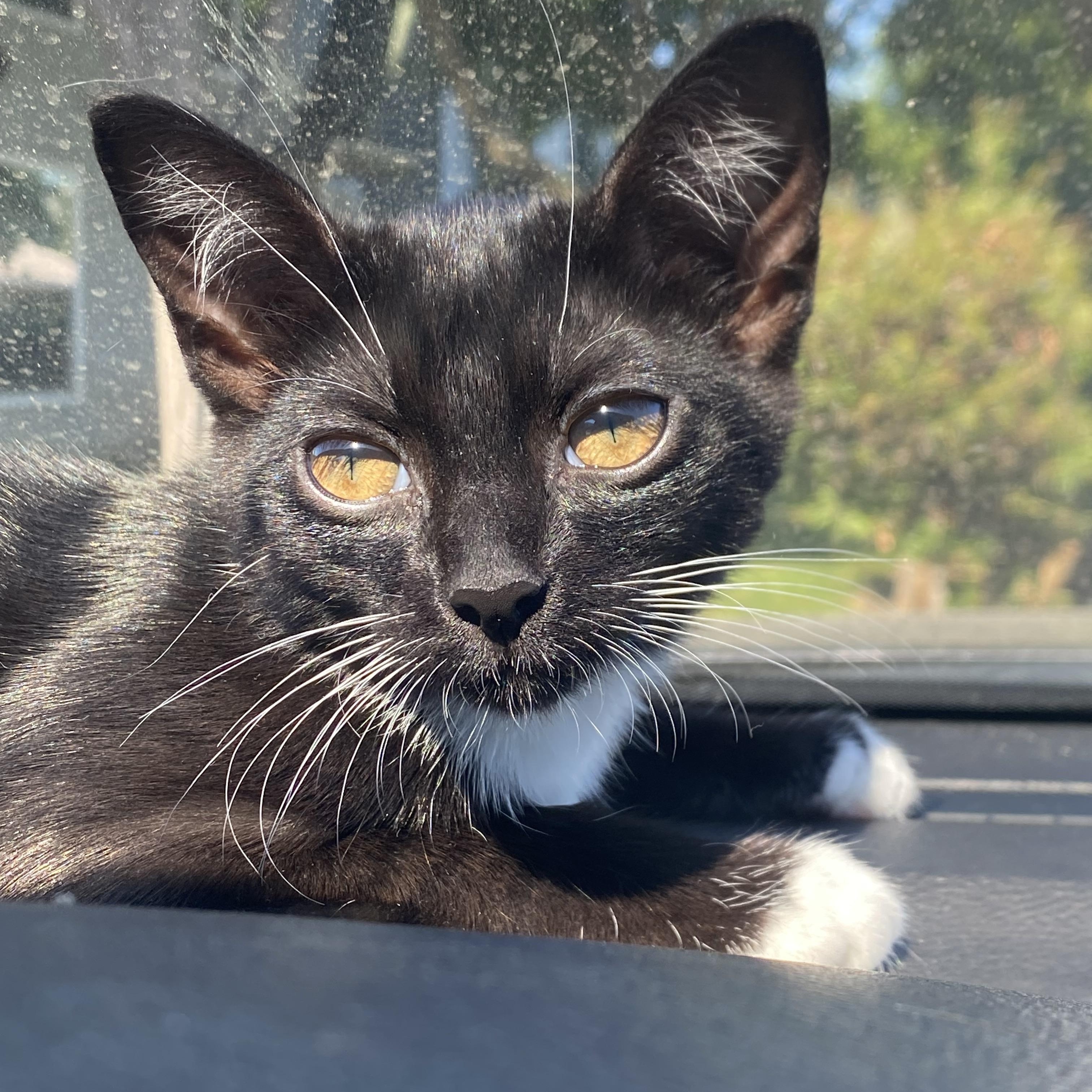 Deuce, a Adoptable Tuxedo in Sacramento, CA image 2/6