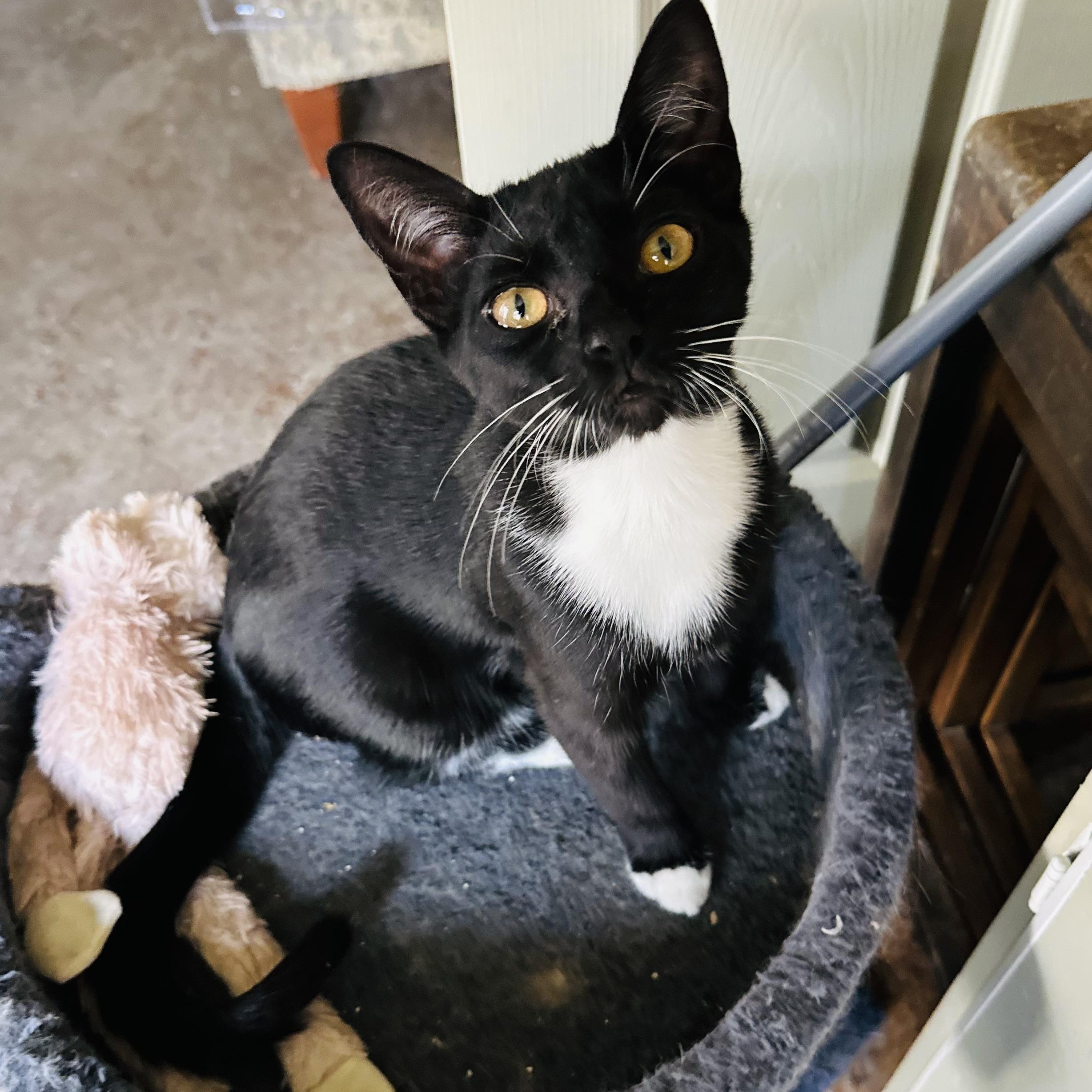 Deuce, a Adoptable Tuxedo in Sacramento, CA image 1/6