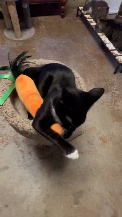Enlarge Deuce, a Adoptable Tuxedo in Sacramento, CA video 4/6