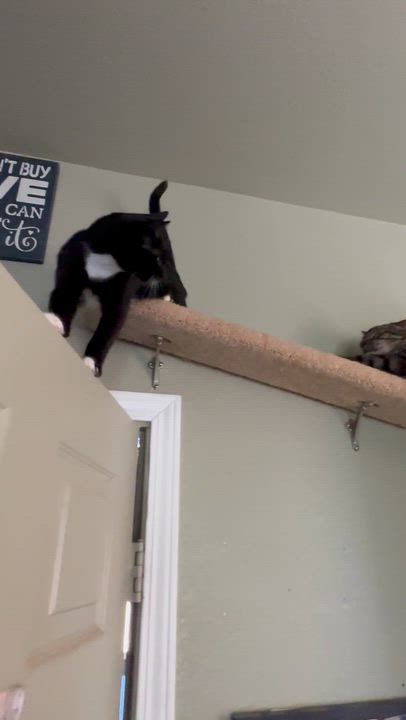 Enlarge Deuce, a Adoptable Tuxedo in Sacramento, CA video 6/6