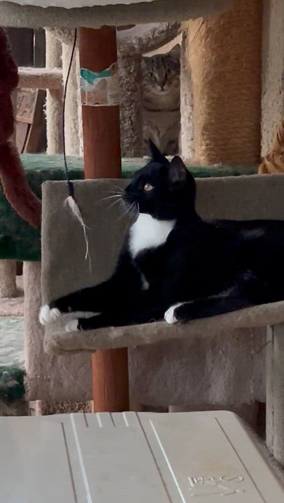 Enlarge Deuce, a Adoptable Tuxedo in Sacramento, CA video 5/6