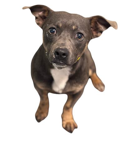 Dillon, adopted, Young Male Terrier.