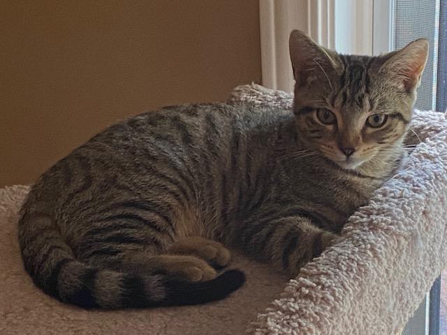 PEONY, Adoptable, Young Female Tabby.