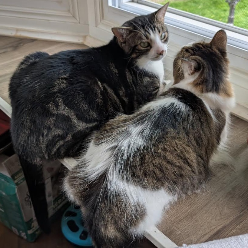 Sammy and Wendy 2 yrs, Young Female unknown