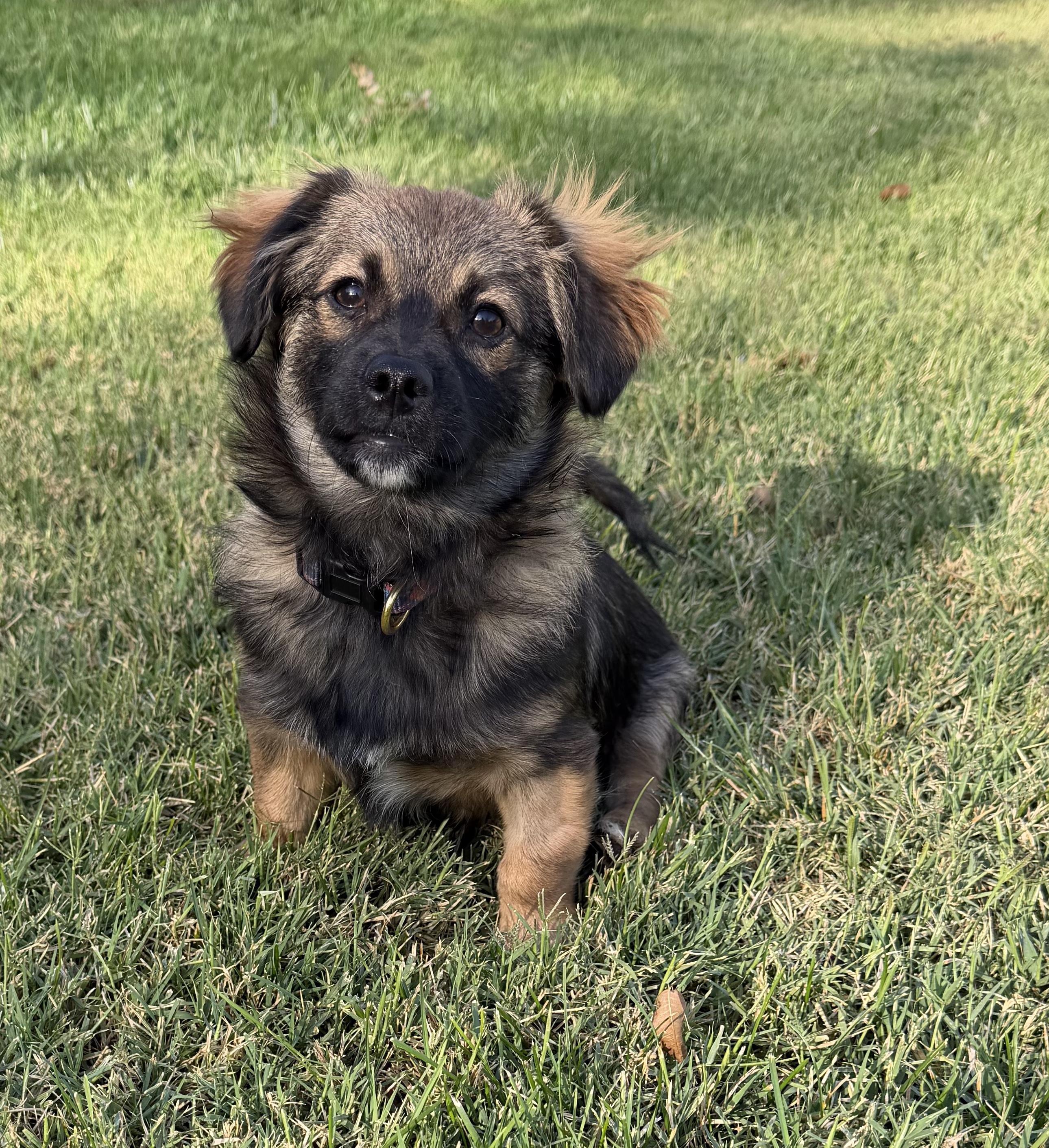 KODIAK THE HANDSOME, Adoptable, Puppy Male Chihuahua & Pomeranian.