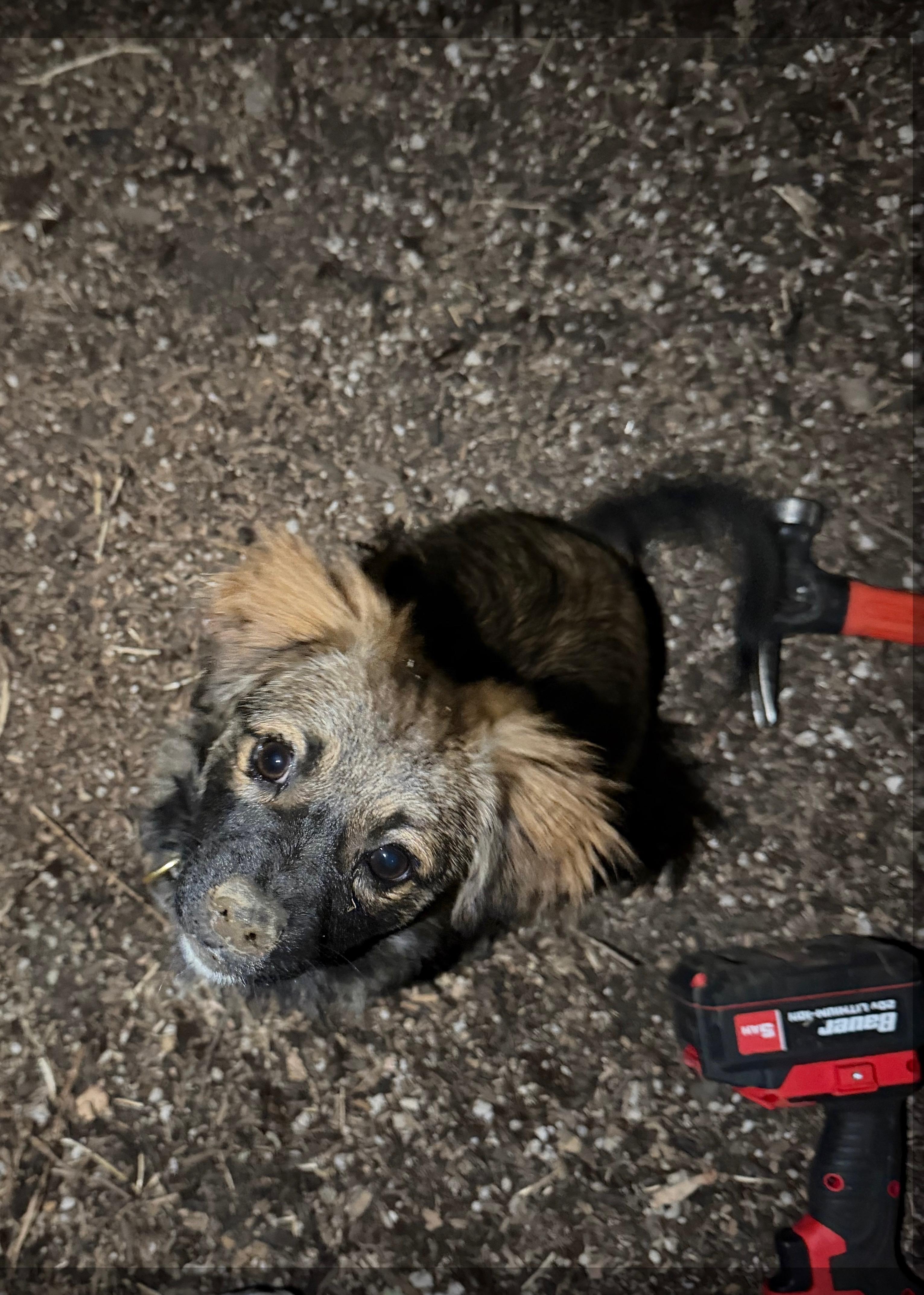 Enlarge KODIAK THE HANDSOME, a Adoptable mixed breed in woodland, CA image 3/6
